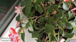 ВЫРАЩИВАНИЕ БАЛЬЗАМИНА. БОЛЕЗНИ. УХОД.