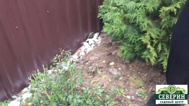 Укрытие чайно гибридной розы смотреть онлайн