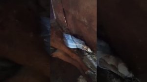 Рождение жеребёнка!#жеребёнок#роды#кобыла#жеребец#рекомендации#казахстан