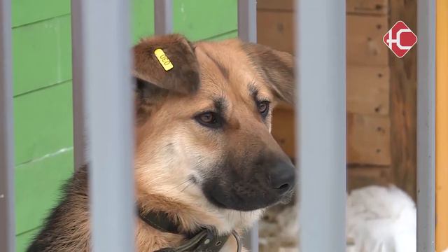 В гости к пушистым смотреть онлайн