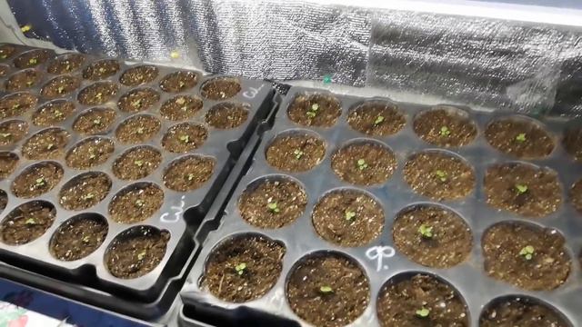 Земляника из семян. 20 дней от посева. смотреть онлайн