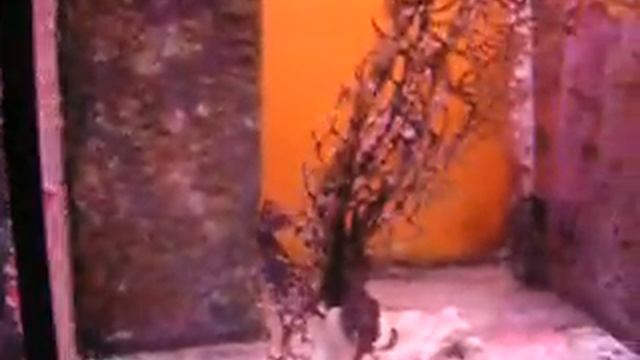 Aquatopia bis смотреть онлайн