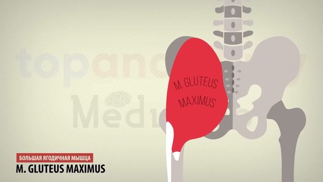 Мышцы таза смотреть онлайн