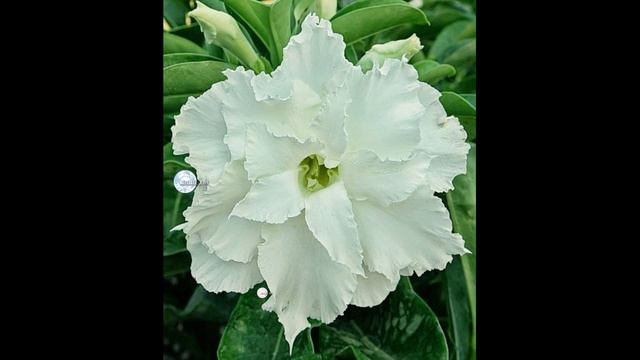 Adenium Arabicum seeds in Taiwan Index смотреть онлайн
