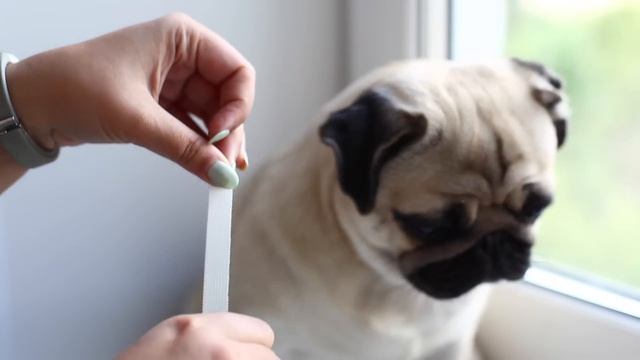 Как правильно заклеивать уши мопсу и зачем // Correction shape of pug's ears смотреть онлайн