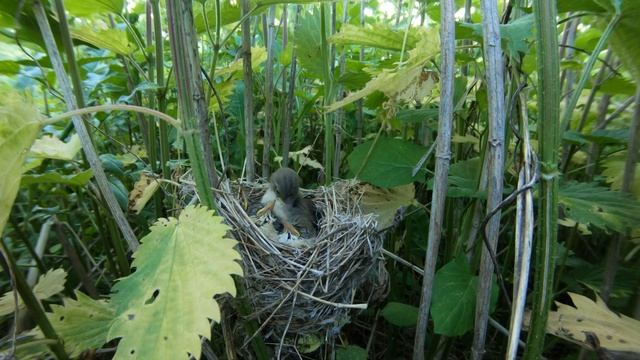 Гнездо Садовой камышовки 180606 5 с замурованным яйцом кукушки 0619 4k50fps 1 8