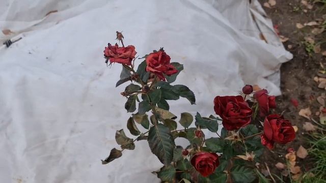 УКРЫЛА РОЗЫ НА ЗИМУ! Показываю масштабы и делюсь секретами САМОГО НАДЁЖНОГО укрытия для роз смотреть онлайн