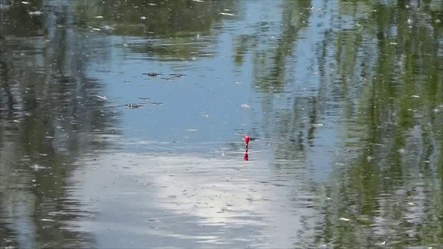 Карась на диком природном мини озерце