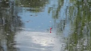 Карась на диком природном мини озерце