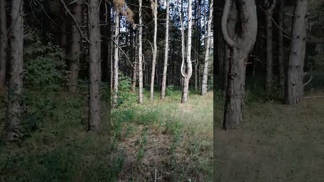 Как правильно заготовить веники для бани? Дубовые веники. смотреть онлайн