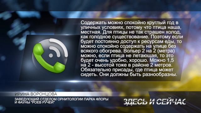 кто спасет ястреба смотреть онлайн