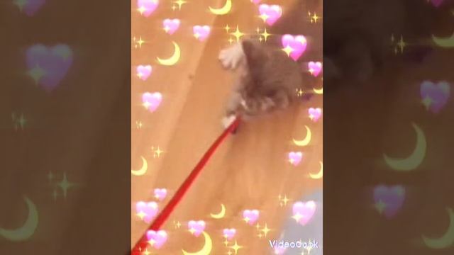 Как сделать п̤̮о̤̮д̤̮а̤̮р̤̮о̤̮к̤̮ коту. 26 апреля др покажу лицо на 1 подписчика❤ смотреть онлайн