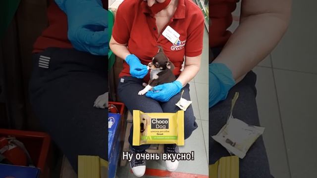 Щенок ест белый шоколад «CHOCO DOG» смотреть онлайн