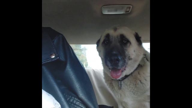 Поездка в Москву с алабаем. часть 1. смотреть онлайн