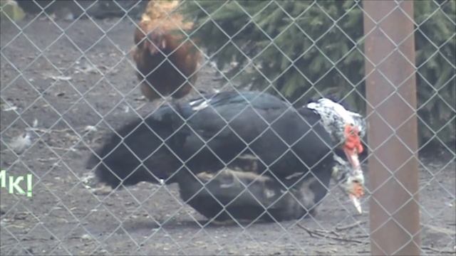 Селезень мускусной утки топчет свою уточку смотреть онлайн