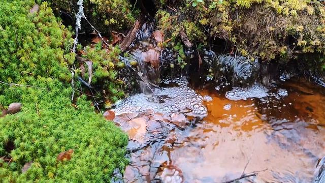 Мотя после салона красоты)) / Осенние ручьи / Карелия осенью / Релакс в лесу / Прогулки с собаками смотреть онлайн