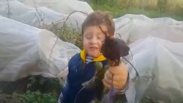 Сбор урожая! смотреть онлайн