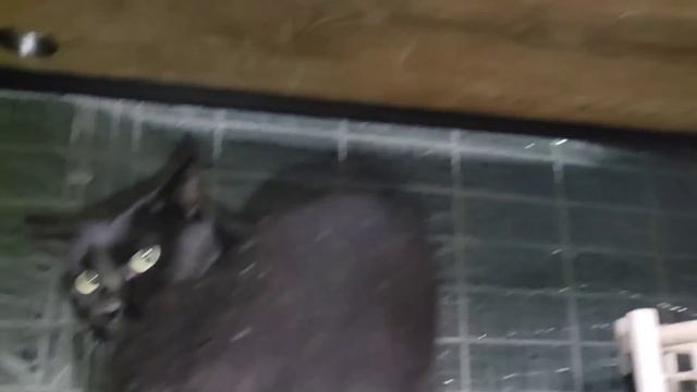 今日は最後にきなこちゃんの様子をお伝えします смотреть онлайн