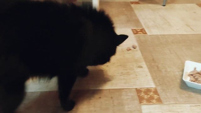 Trying to steal my dog's food challenge | Greedy Dog смотреть онлайн