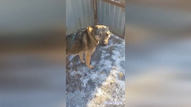 У каждого своя роль в мире У животных самая сложная и важная проверять людей на доброту! смотреть онлайн
