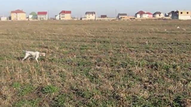 Пойнтер на охоте.avi смотреть онлайн