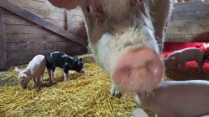 Диарея у маленьких поросят//Понос у поросят// Причины поноса у поросят// Профилактика и лечение//