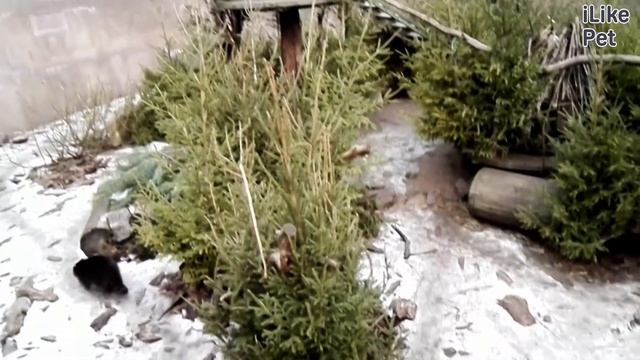 Енот Характеристика рода и виды на ilikepet смотреть онлайн