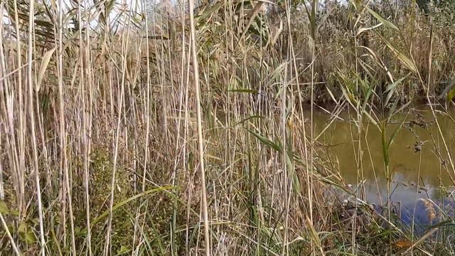 Вилково. Коттедж. Дунай. 23.10.20-25.10.20 смотреть онлайн