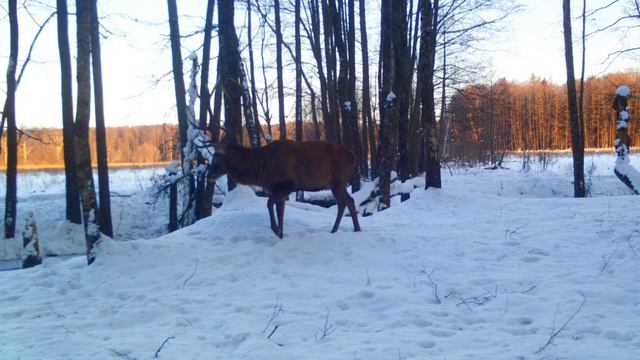 Благородный олень в зимнем лесу/ Red deer in the winter forest смотреть онлайн