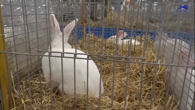 Знакомьтесь и влюбляйтесь) Кролик Хотот/Стандарты породы смотреть онлайн