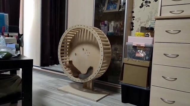 Бельчонок учится крутить колесо! ?? Squirrel learns to spin the wheel смотреть онлайн