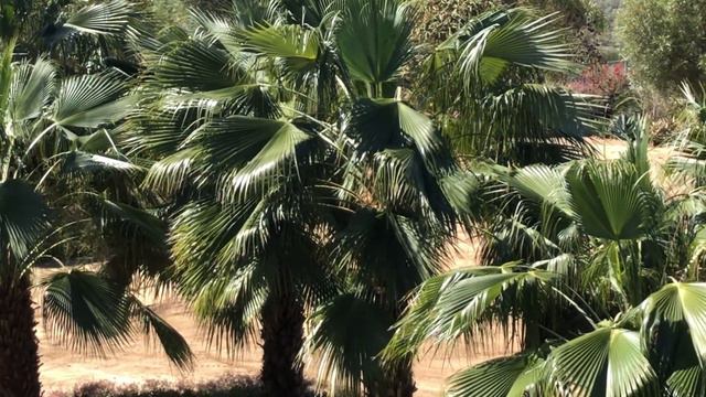 Hybridization of Guadalupe Palms, Brahea edulis смотреть онлайн