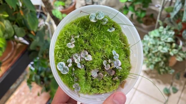 My houseplant grow lights and set up | no natural light смотреть онлайн