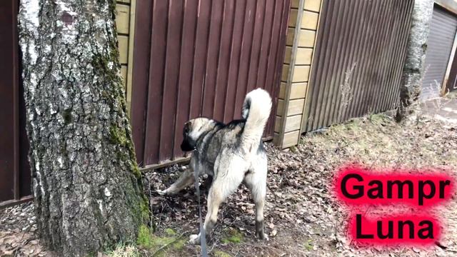 ГАМПР VS АЛАБАЙ | Реакция Армянского Волкодава на соседского Алабая смотреть онлайн