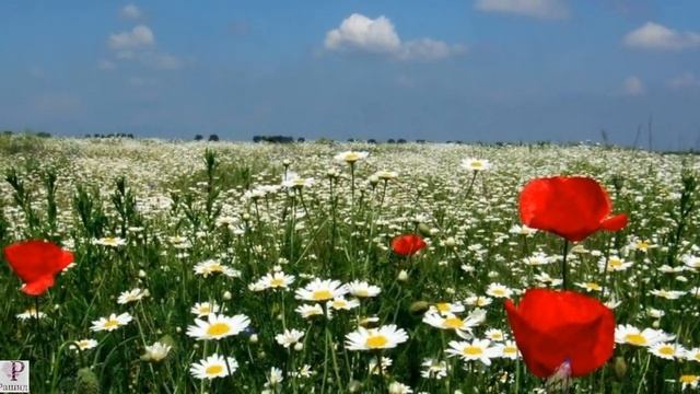 Луговые цветы смотреть онлайн