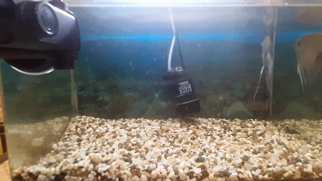 Скалярия - аквариумная рыбка . #рыбка #аквариум #рыбкааквариумная #скалярия #аквариумнаярыбка (2) смотреть онлайн