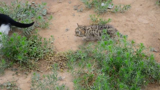 Дикий котёнок из степей Калмыкии смотреть онлайн