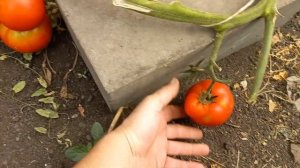 Индийские томаты,,,Рози Хит,,,Пинк Топ,,,Рэй,,,Дрим