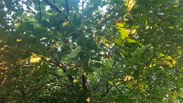 Доктора одержимые бесами. смотреть онлайн