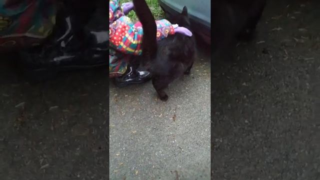 Встретили кота во дворе. Назвали Черныш. смотреть онлайн