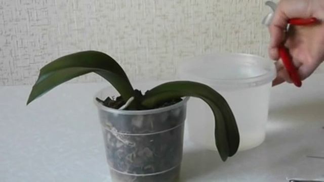 Уход за орхидеями-лечение корней фаленопсис. смотреть онлайн