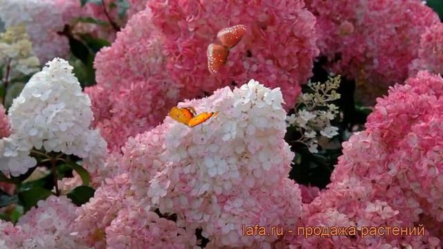 Гортензия метельчатая Сандей Фрайз ? обзор: как сажать, саженцы гортензии Сандей Фрайз смотреть онлайн