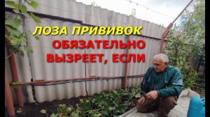 ЛОЗА ПРИВИВОК ОБЯЗАТЕЛЬНО ВЫЗРЕЕТ, ЕСЛИ ПРИМЕНИТЕ ЭТОТ СПОСОБ!