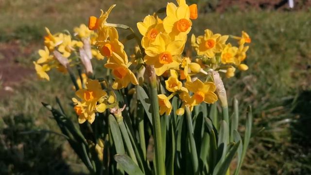 Narcissus Soleil d'Or, a daffodil with a sweet and intense fragrance, ideal for fragrant gardens смотреть онлайн