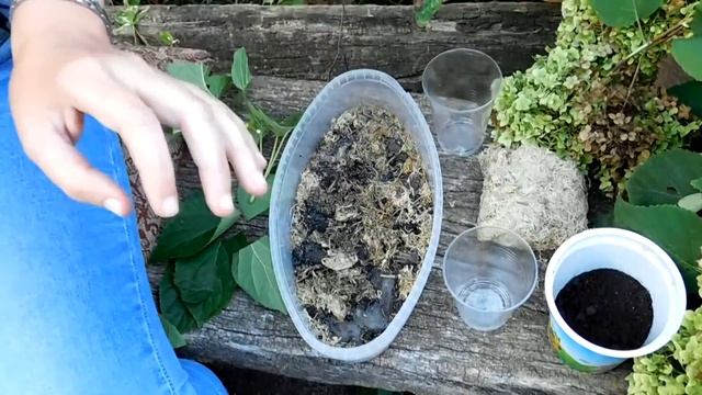 Гортензия древовидная ! Размножение во мхе ! смотреть онлайн