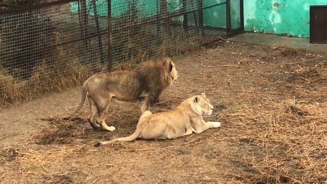 Казанова навел шороху в вольере молодых! Тайган Lions In Crimea