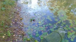 Нашел БОЛОТО полное РЫБЫ. Так не бывает! Рыбалка на поплавок 2023