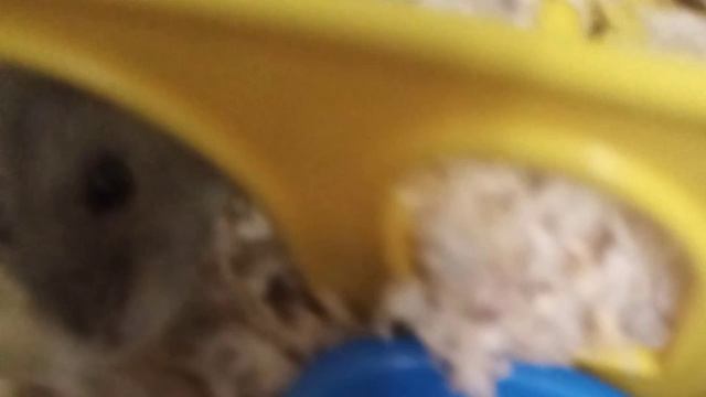 фотки хомяка смотреть онлайн