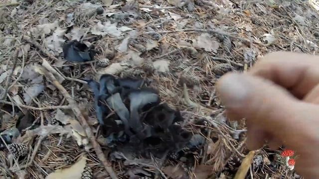 Funghi Craterellus cornucopioides ,Trombette del morto di ottobre 2022 ??? смотреть онлайн