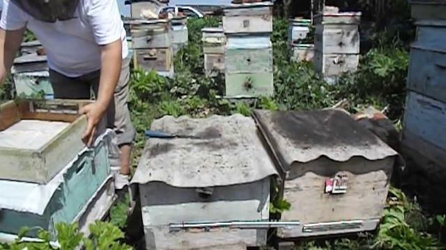 подстановка корпуса в разрез выводит семью из роевого состояния смотреть онлайн